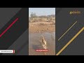 Dog runs 50 miles to get adopted