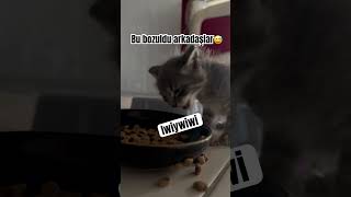 Norinin Kardeşi Sanırım Bozuldu