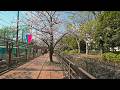 Blooming sakura along noname rive in Kawasaki