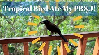 Tropical Bird STOLE My PB&J!