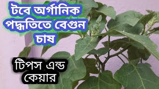 টবে বেগুন চাষ, অর্গানিক পদ্ধতিতে কেয়ার ও টিপস