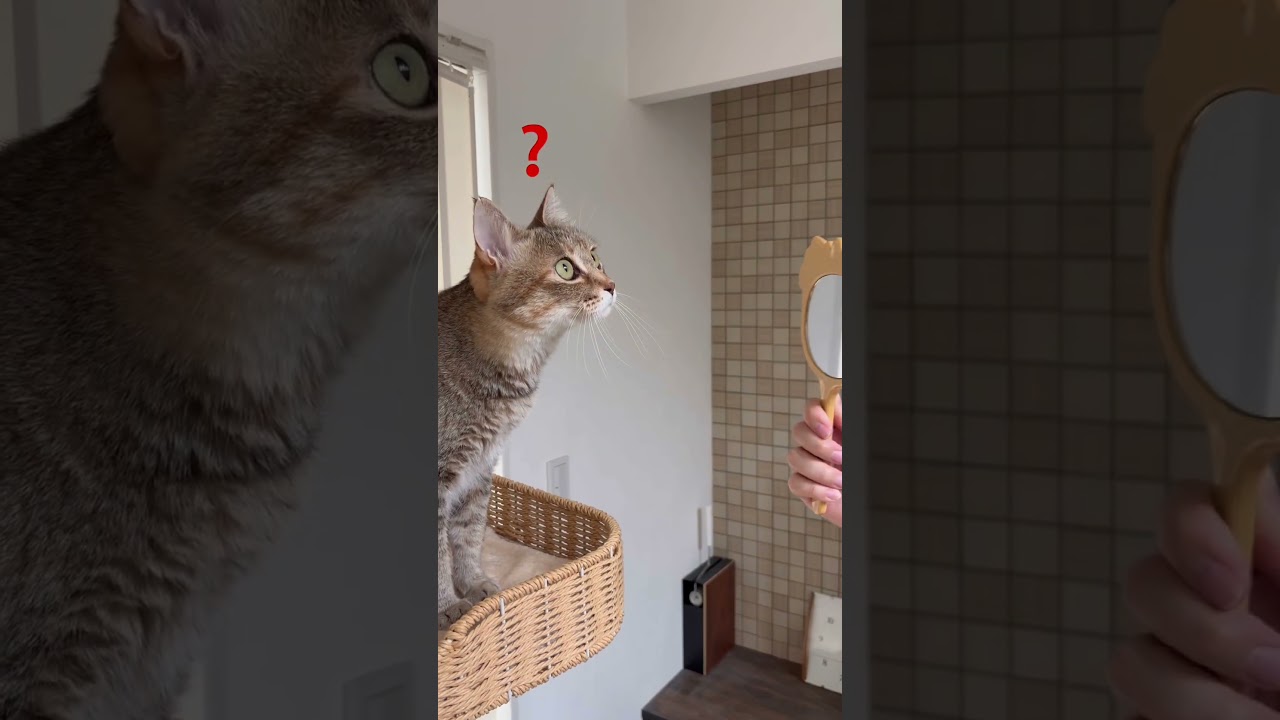 鏡🪞誰？はてな❓❓❓