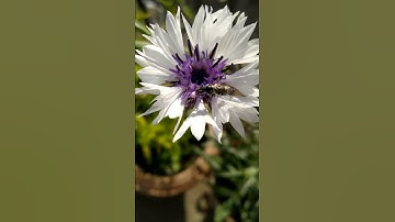 Asus Zenfone Max Pro M1 6gb + Gcam