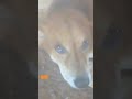 #Iam sleeping#trending #youtubeshorts#kuttus And Mikkus vlogs
