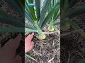 Overwintering Onion Experiment Results Are Almost In!