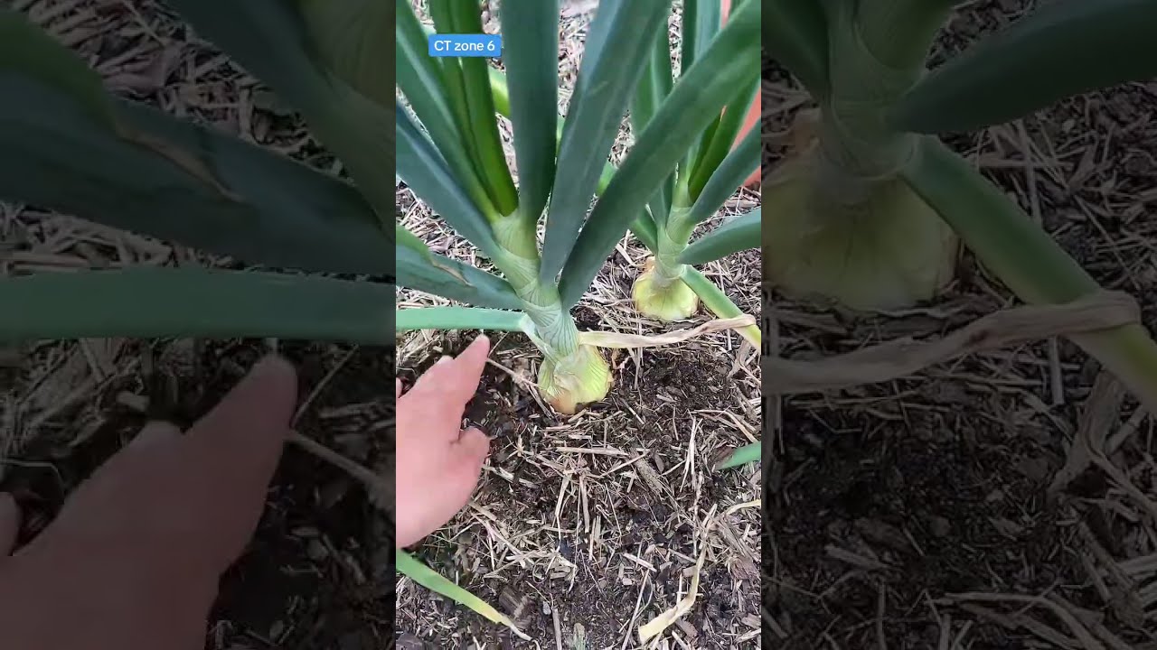 Overwintering Onion Experiment Results Are Almost In!