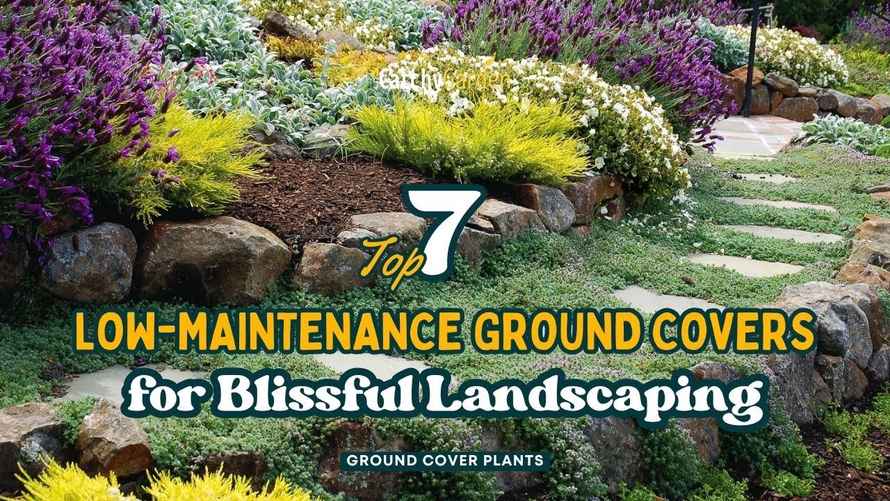 Top 7 Low Maintenance Ground Covers For Blissful Landscaping YouTube Top 7 Low Maintenance Ground Covers For Blissful Landscaping YouTube
