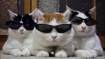 dev/null - Hoovercat