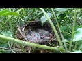 Chipmunk attacks robin hatchlings