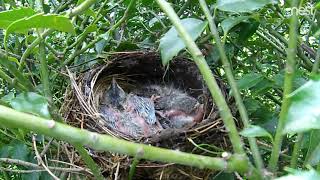 Chipmunk attacks robin hatchlings