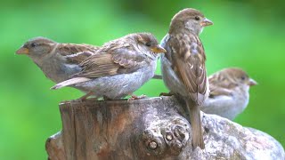 Some House Sparrow Nesting Ground Feeding Frenzies [4K]