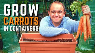 How To Grow Carrots In Containers: From Seed To Harvest