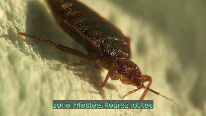 Acide borique 1kg insecticide termites fourmis puces cafards