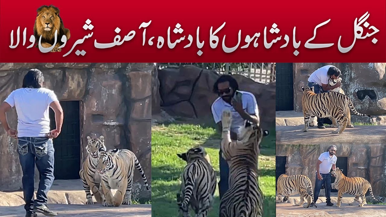 Asif Shero Wala I The Lion King | King Of The King | Wild Life | Fun Point |