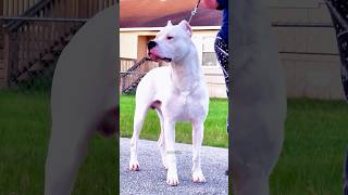 ¡Dogo Argentino vs Lobos! #dogoargentino #vs #lobos #animalessalvajes