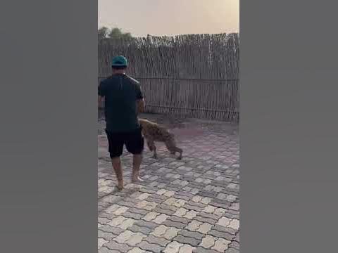 The strong hyena #animals - YouTube