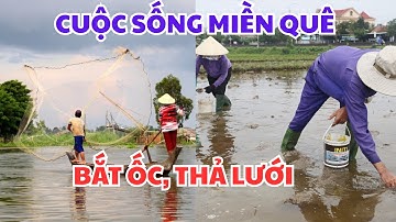 SÁNG SỚM RA ĐỒNG BẮT ỐC BƯƠU, CÁ, CUA - CUỘC SỐNG MIỀN QUÊ. #tranvanchanh #quehuong #mienque