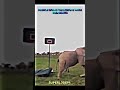 Bro broke the scale of and elephant💀