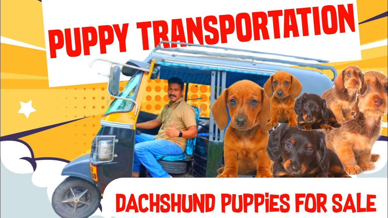 Puppy Transportation pets transportation Dachshund puppies for