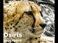 RIP Osiris 2005 - 2017 |  Auckland Zoo&#39;s Cheetah (Nikon P900)