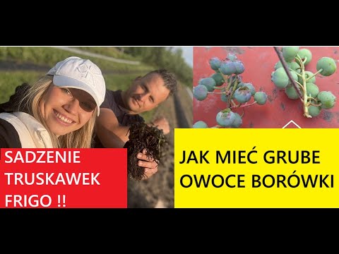 Jak Mieć Grube