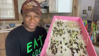 The PERFECT WAY To GERMINATE MORINGA SEEDS!