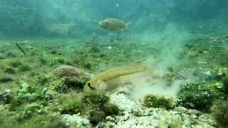 Oopu Naniha, Blackbar Streamgoby, Stenogobius Hawaiiensis, Kanewai Spring