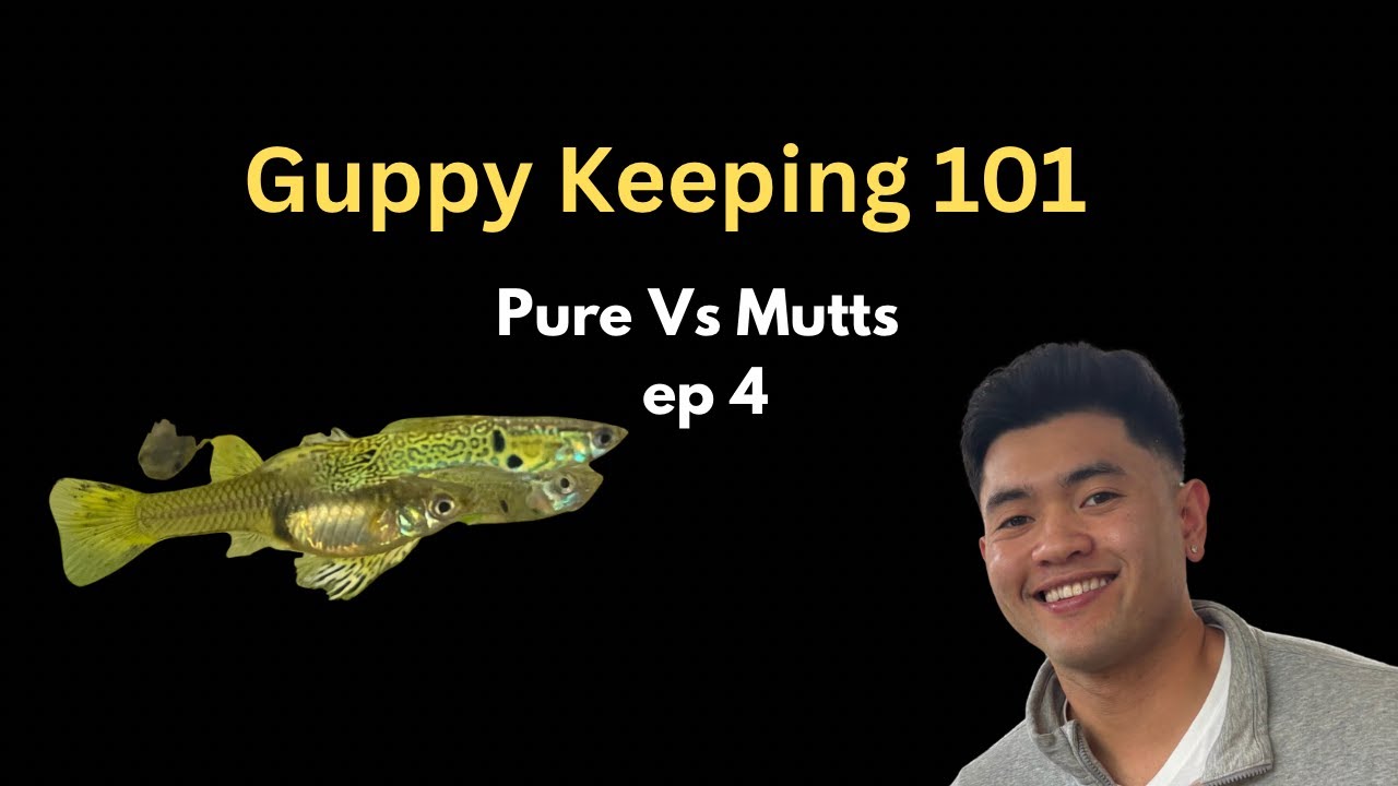 The difference between pure strain guppies and mutts
