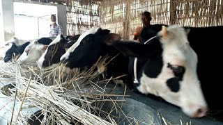 Cow farm / খামার করতে বকনা বাছুরের দাম জানুন / BD Life Trailer Cow farm / খামার করতে বকনা বাছুরের দাম জানুন / BD Life Trailer