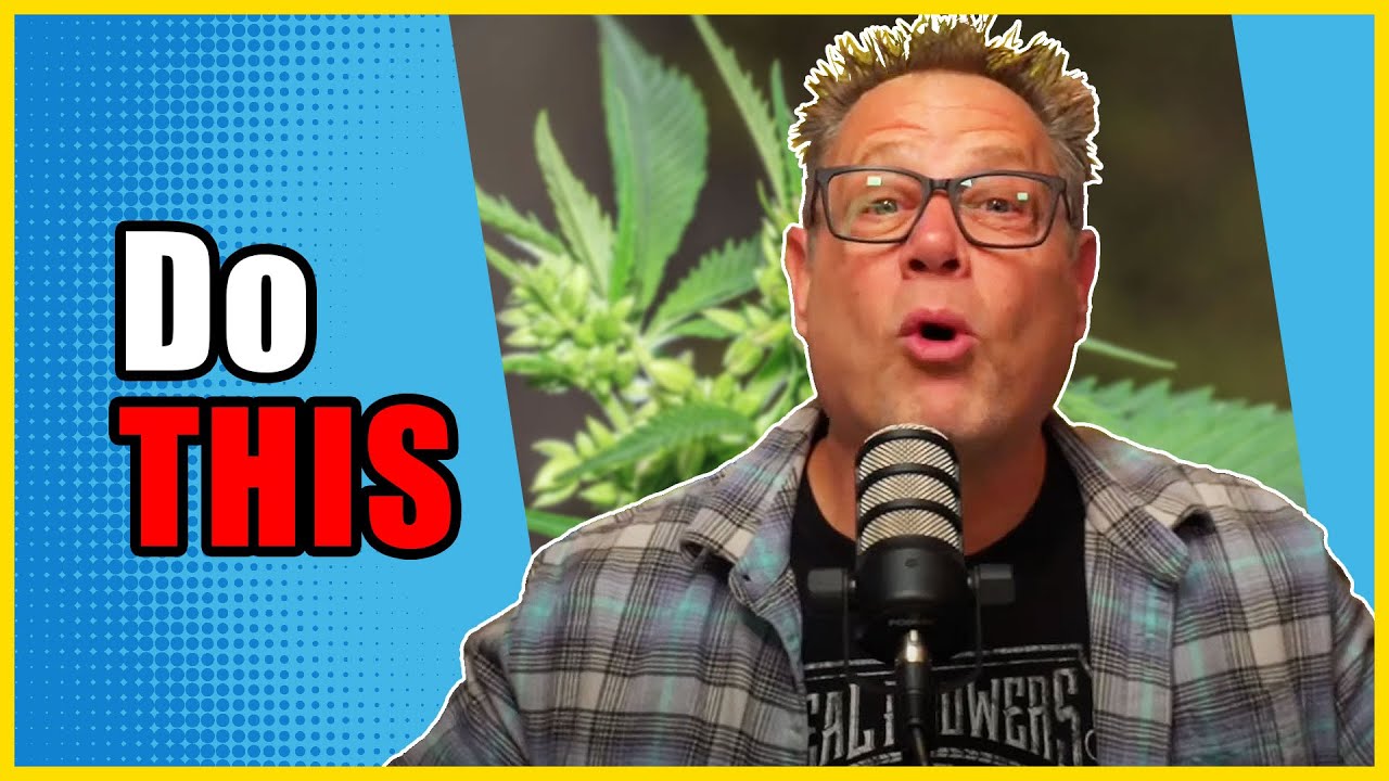 САМЫЙ БЫСТРЫЙ способ узнать, является ли ваше растение каннабиса мужским или женским