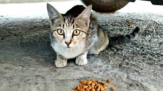 Tabby Cute Kitten Under The Car Is A Little Shy.