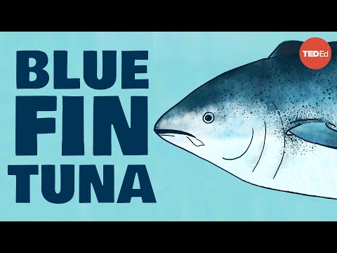 Meet the bluefin tuna, the toughest fish in the sea - Grantly Galland and Raiana McKinney