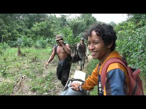 Video: Fitur Berburu Babi Hutan