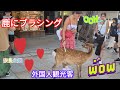 鹿にブラシングする優しい外国人観光客❤️奈良公園🦌
