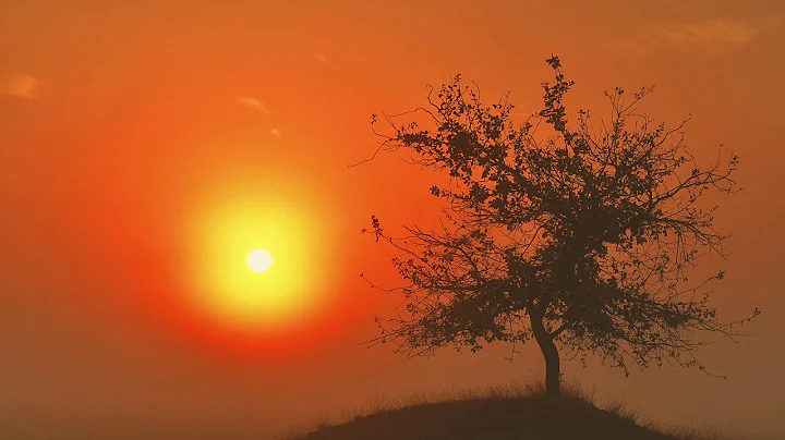 Time Lapse Tree in the Mist - DayDayNews