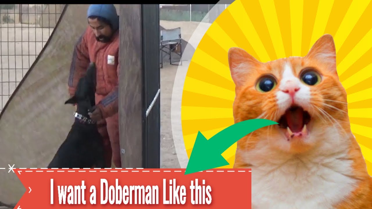 Doberman Protection Dog Training Decoy School Episode #4 - YouTube