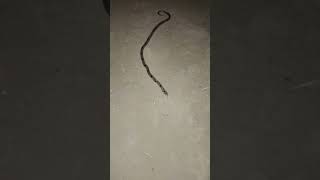 Httpsyoutubecomshortsgs7qkgmggt4sistwxji4lcb3hro6z