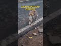 Dog sad and alone 😞#dogs #hungry #alone #trending #video #viral #subscribe #shorts #dog video