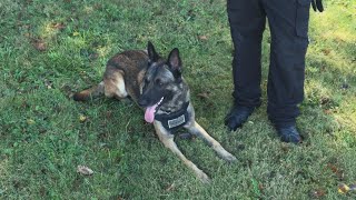 Police K-9 finds missing 3-year old in less than 10 minutes