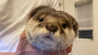 Viewers' picks for the best scenes between otters Sakura and Mochi!