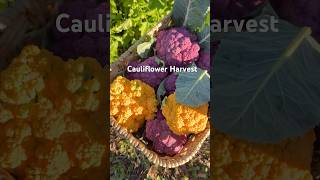 Download Lagu Cauliflower Garden Harvest MP3