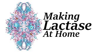 How to Make Lactase at Home