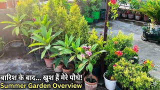 बारिश के बाद ⛈️June Garden Update || Rain Magic: Summer Garden Overview 