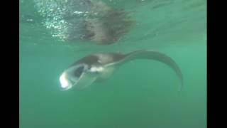 Manta Rays Dancing. South Ari Atoll, Maldives, 2013.