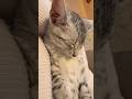 [ASMR] Sleeping Like a Baby 💤 Nagi’s Tiny Purrs #egyptianmau #kitten #catasmr #sleepingkitten