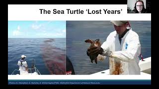 New insights on sea turtle behaviour during the ‘lost years’