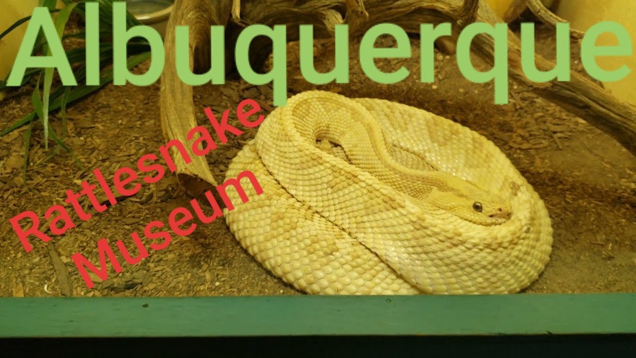 Albuquerque Rattlesnake Museum YouTube