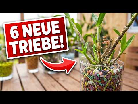 6 neue Triebe an dieser Orchidee: Das Colomi-Ergebnis