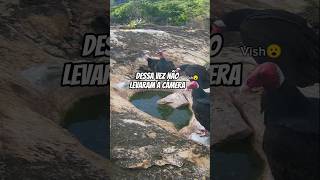 Resolvi colocar outra câmera no bebedouro#bebedouro #animais #aves