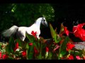 "Superb Arabian horses" Tribute - As Never before
